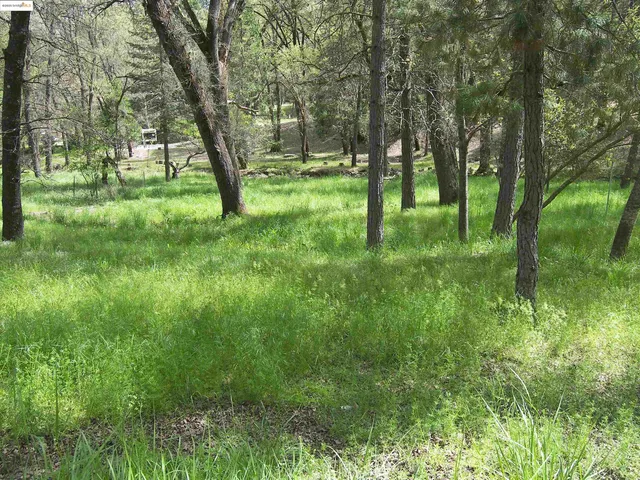 a view of a lush green space
