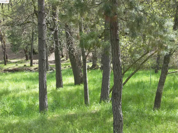 a view of lush green forest