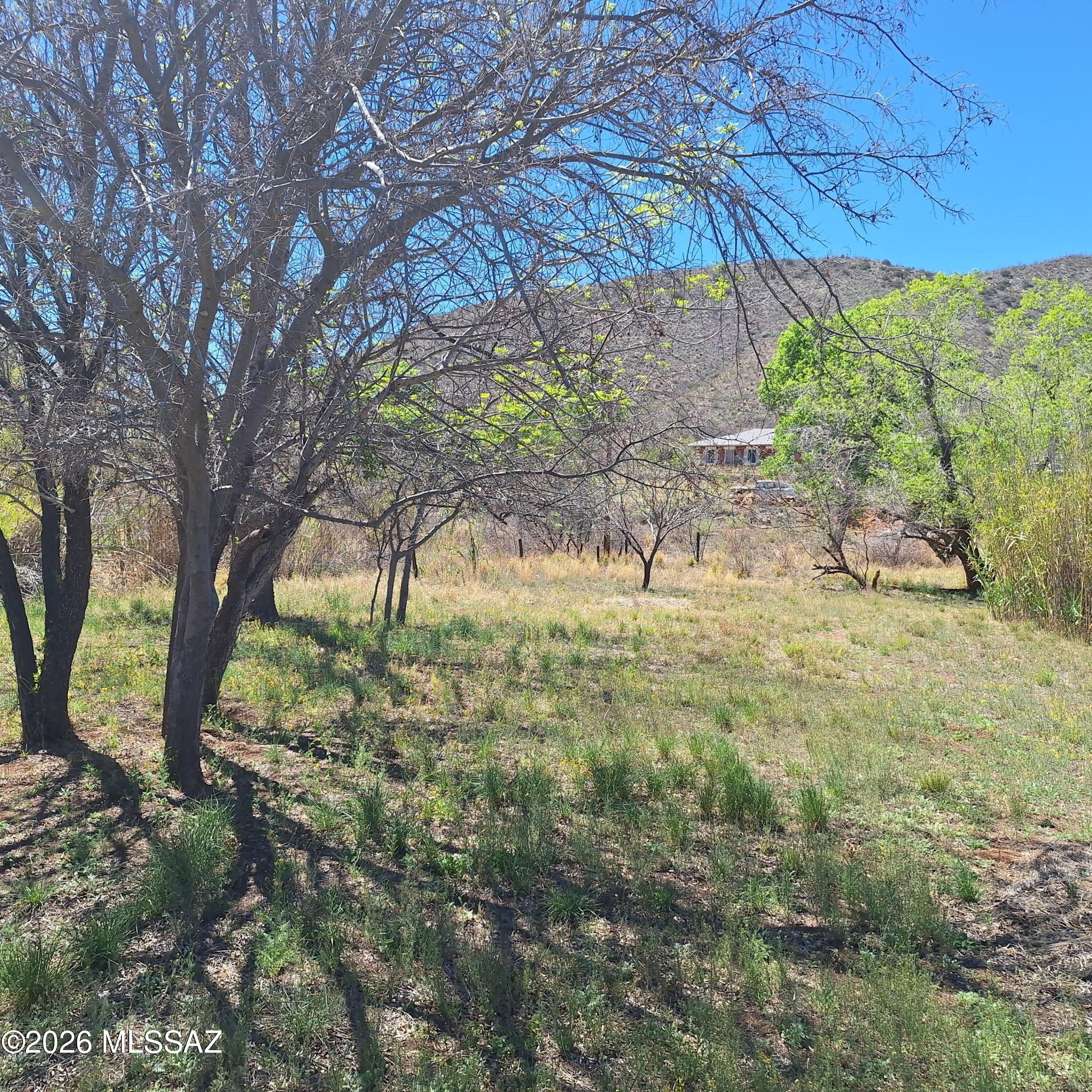 3 Arizona Street Bisbee, AZ 85603 - Photo 6 of 13 a view of backyard with tree