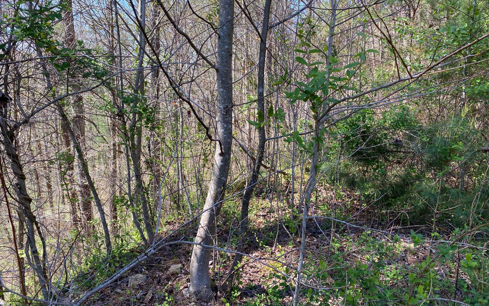 95 Cedar Road Ellijay, GA 30540 - Photo 2 of 4 Additional View