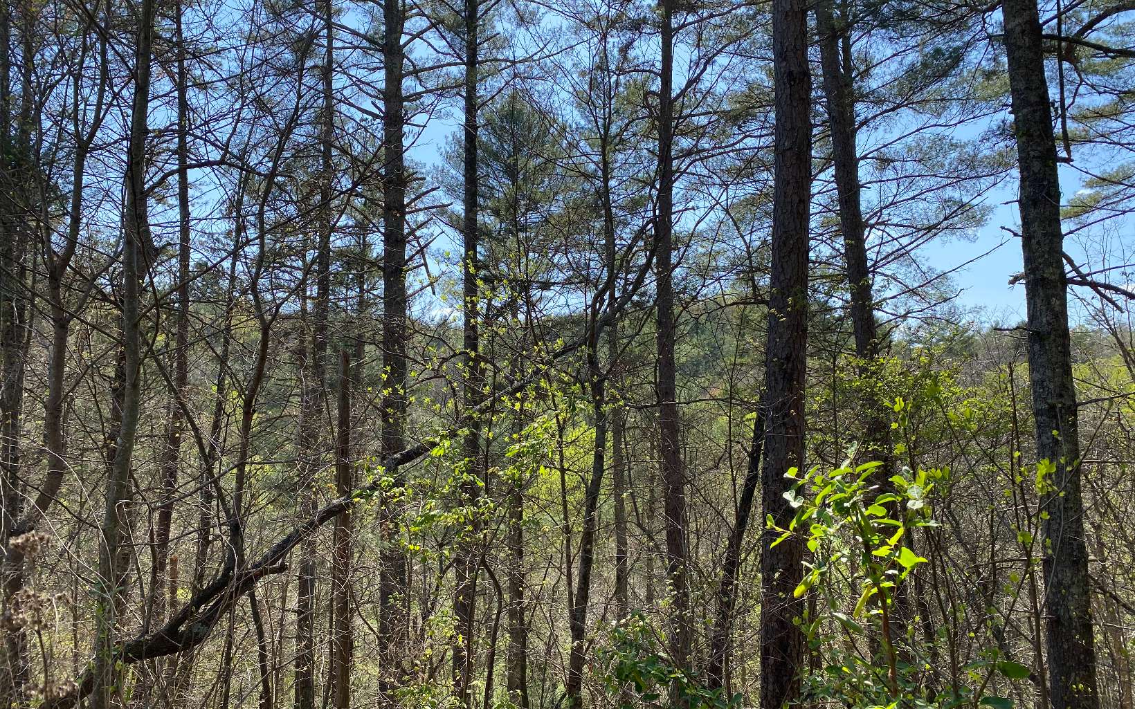 95 Cedar Road Ellijay, GA 30540 - Photo 4 of 4 Additional View