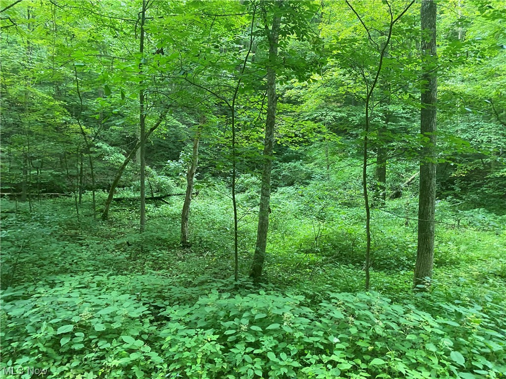 Clyde Ruble Road Lewisville, OH 43754 - Photo 13 of 16 View of nature