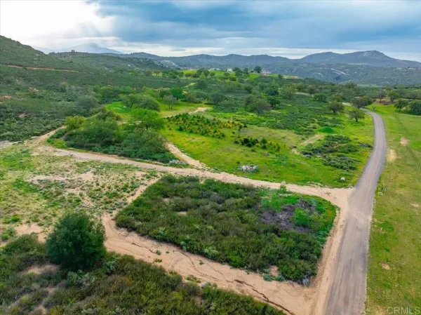 a view of a lush green forest with lots of trees