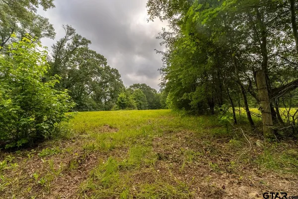a view of a forest with a tree