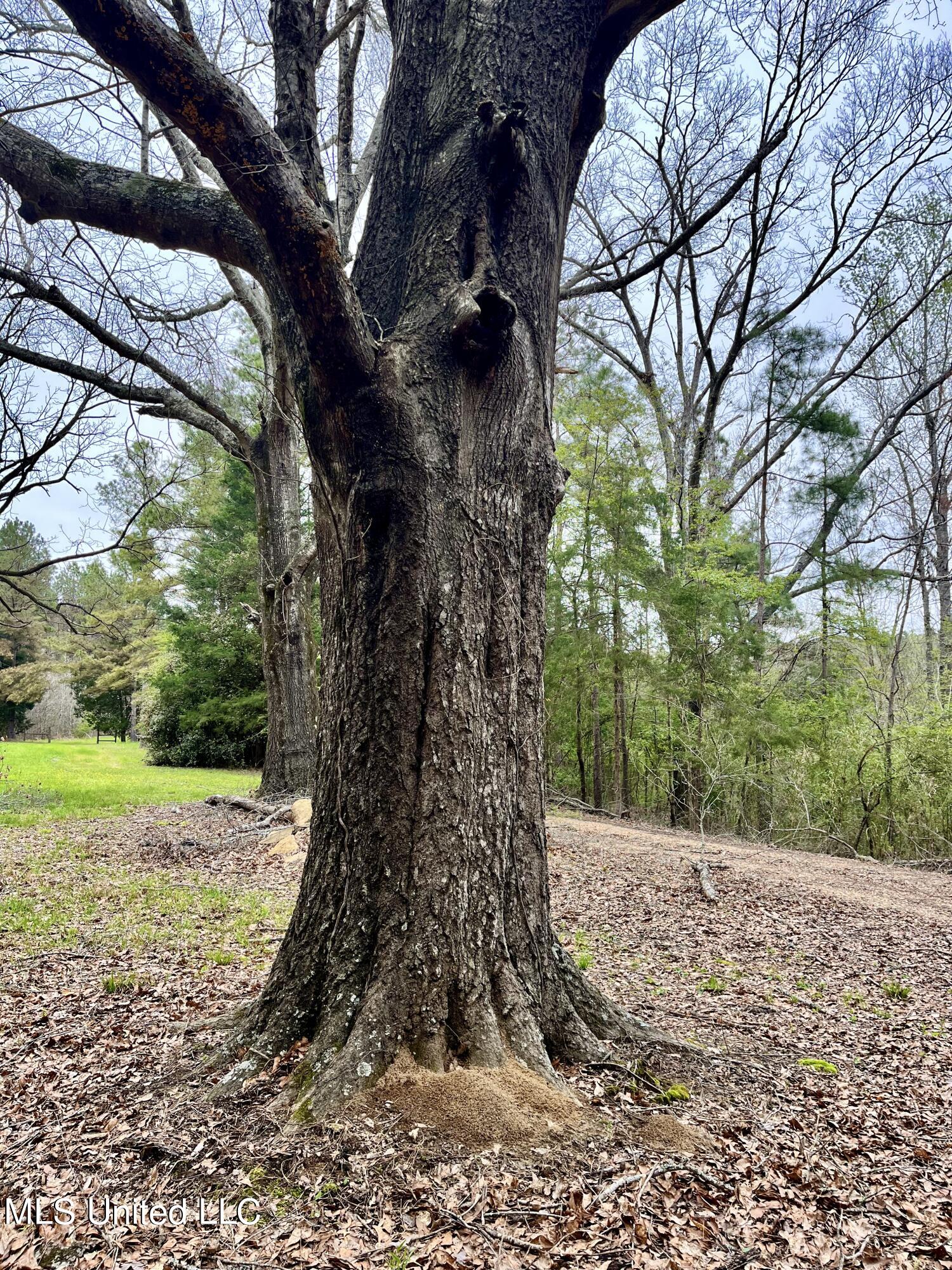 1972 Owens Wells Road Lexington, MS 39095 - Photo 11 of 32 IMG_3936