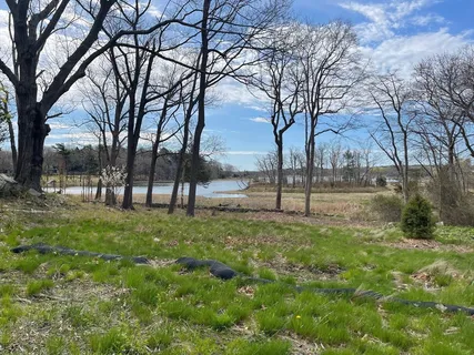 a view of backyard with tree