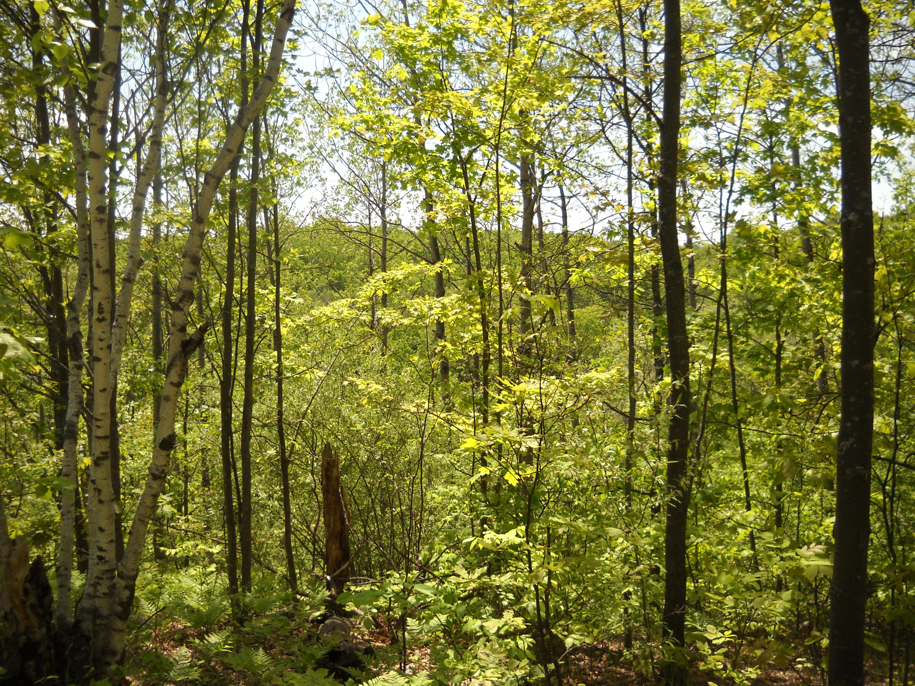 0 Gamble Road Atlanta, MI 49709 - Photo 3 of 9 Gallery Image 3
