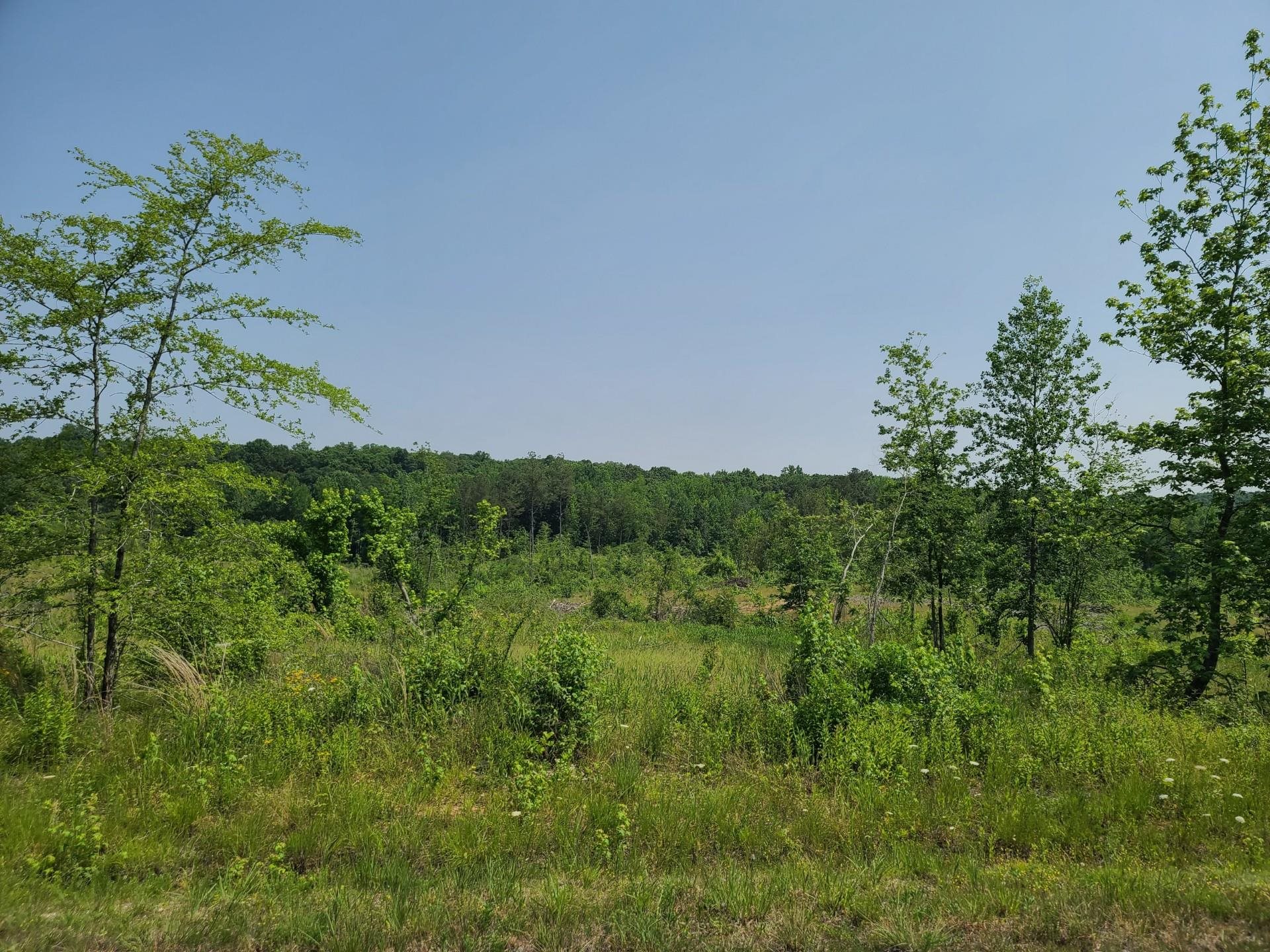 a view of a garden