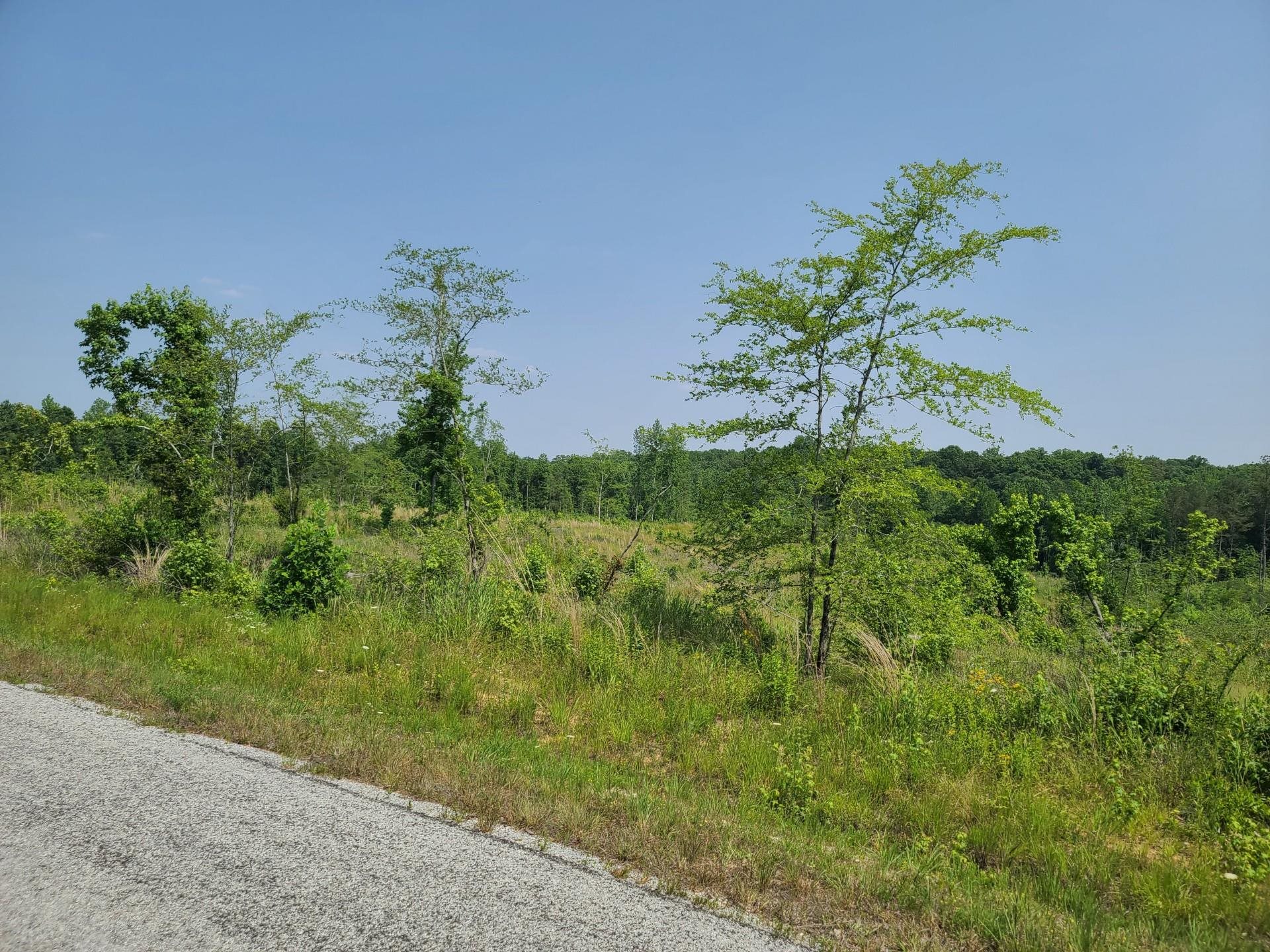 3321 Carnal Road Huntingdon, TN 38344 - Photo 4 of 6 a plant that is in middle of the green field