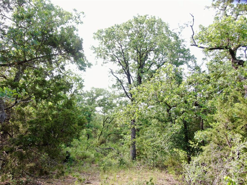 Tbd Finis Road Graham, TX 76450 - Photo 5 of 23 a view of a yard with a tree