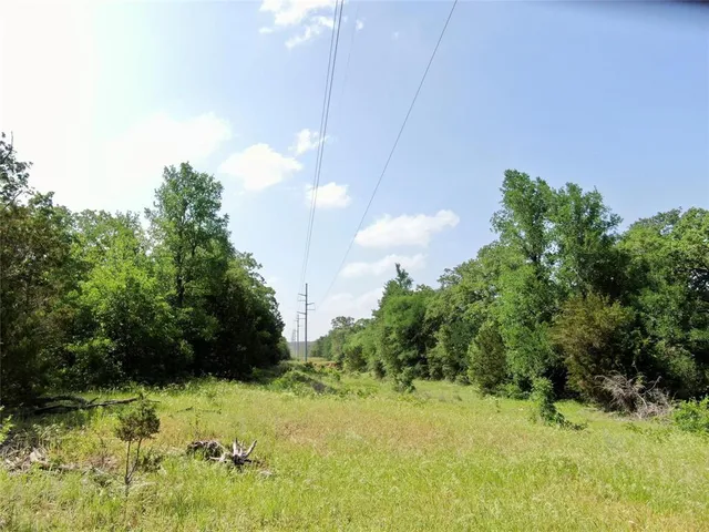 a view of a plant in a garden
