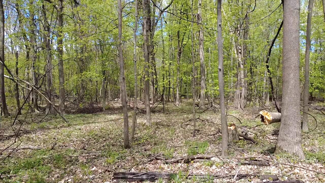 66847 Tharp Lake Road Cassopolis, MI 49031 - Photo 11 of 15 2025-05-03-14-20-36-527