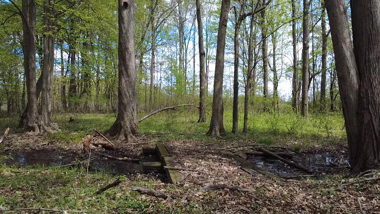 66847 Tharp Lake Road Cassopolis, MI 49031 - Photo 12 of 15 2025-05-03-14-21-45-513