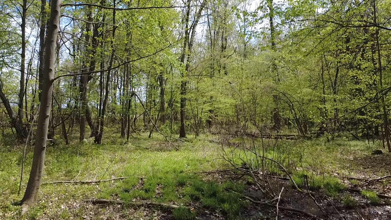 66847 Tharp Lake Road Cassopolis, MI 49031 - Photo 14 of 15 2025-05-03-14-24-08-270