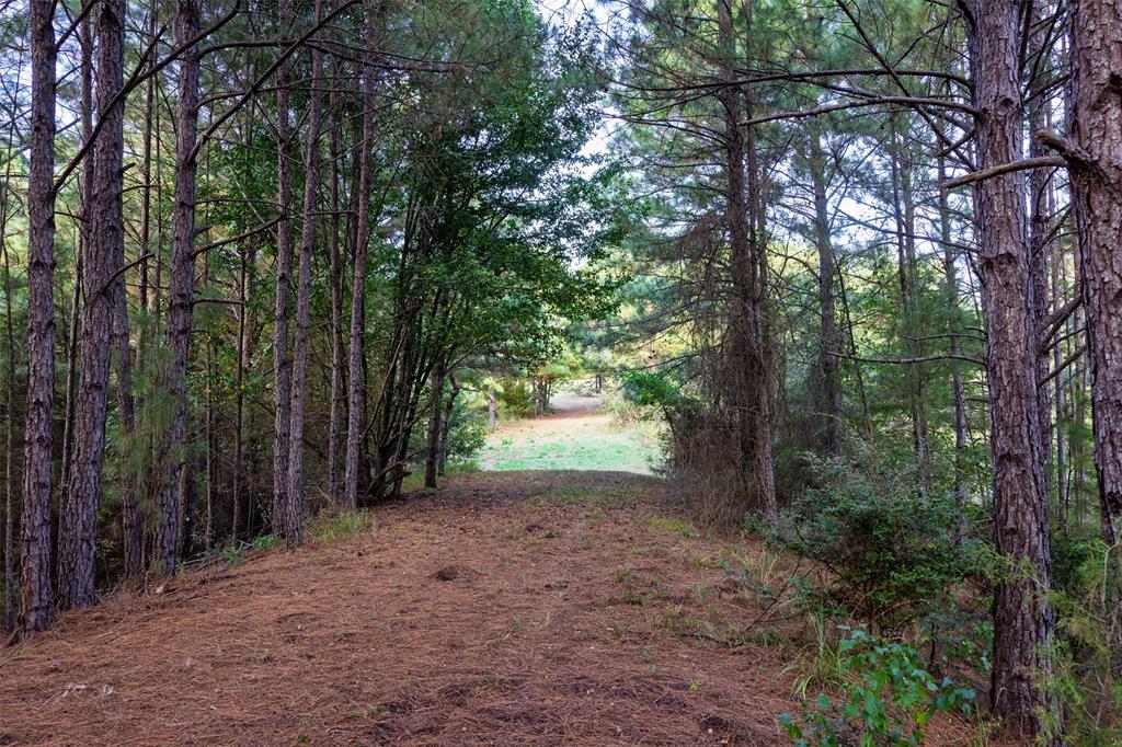 0 County Road 4221 Laneville, TX 75667 - Photo 11 of 39