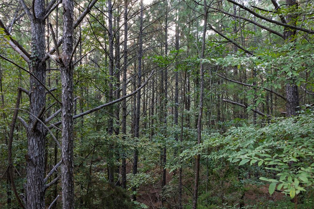 0 County Road 4221 Laneville, TX 75667 - Photo 12 of 39