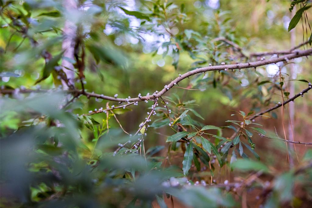 0 County Road 4221 Laneville, TX 75667 - Photo 13 of 39