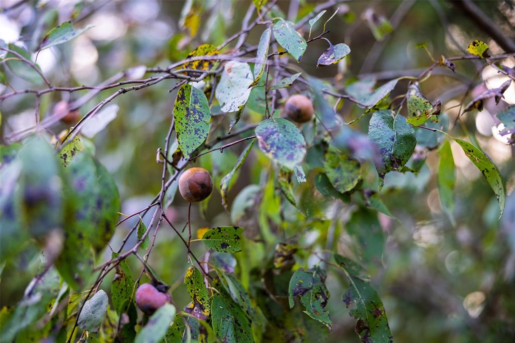 0 County Road 4221 Laneville, TX 75667 - Photo 19 of 39