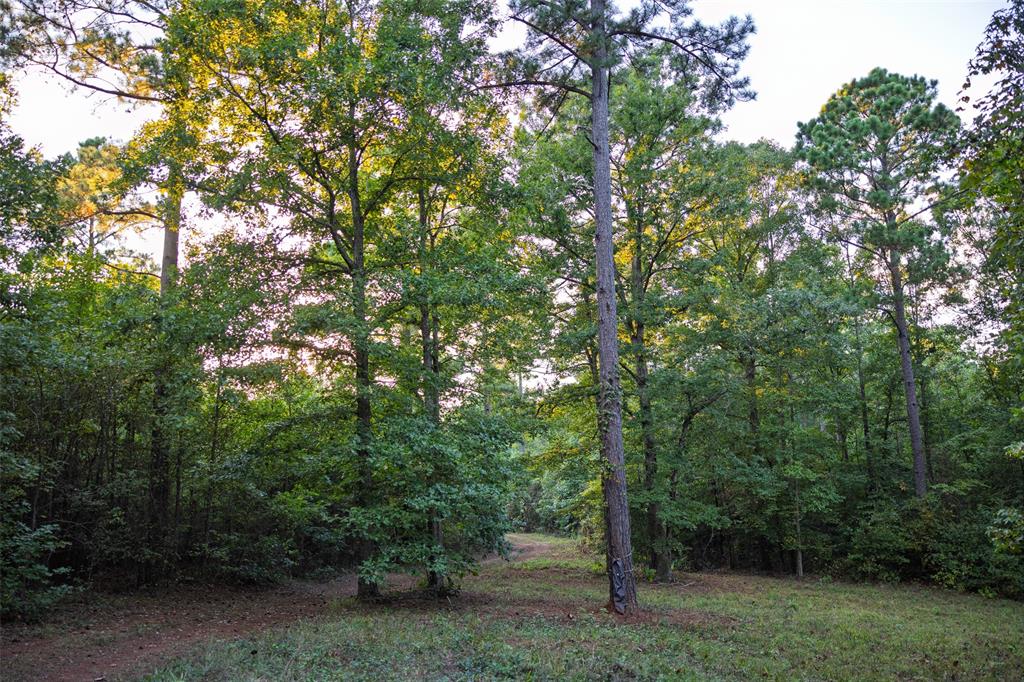 0 County Road 4221 Laneville, TX 75667 - Photo 28 of 39