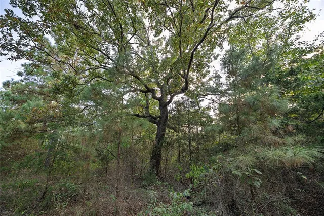 $1,560,000 | 0 County Road 4221, Laneville, TX 75667