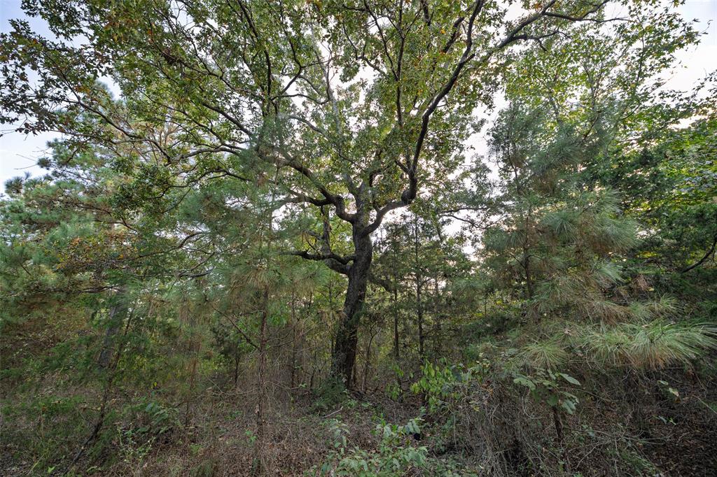 0 County Road 4221 Laneville, TX 75667 - Photo 29 of 39