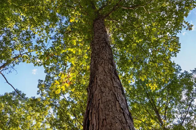 $1,560,000 | 0 County Road 4221, Laneville, TX 75667