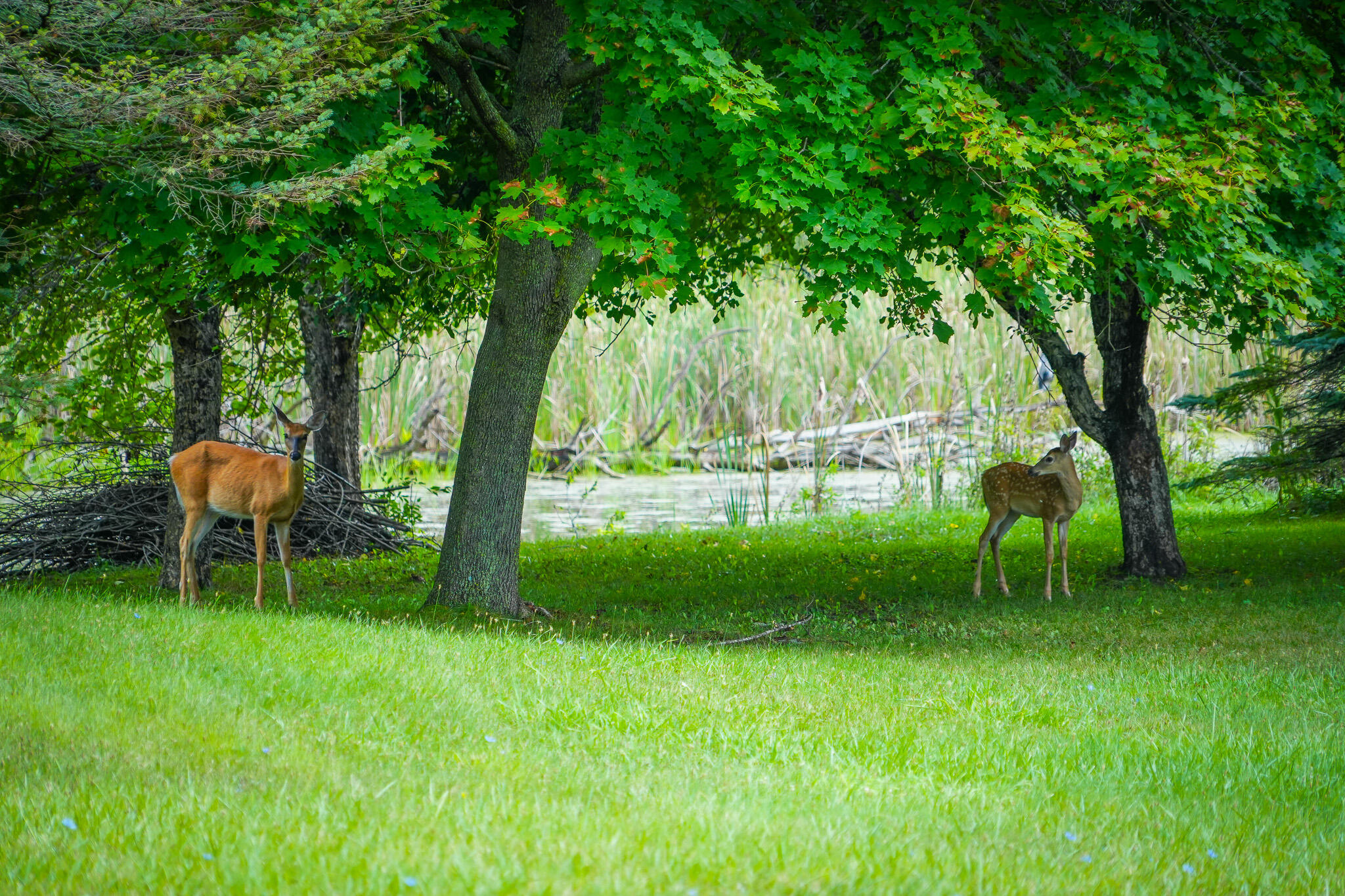 5260 North Hockaday Road Gladwin, MI 48624 - Photo 67 of 81 DSC01487