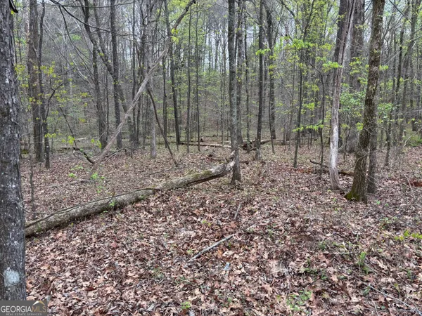 a view of a yard with a trees
