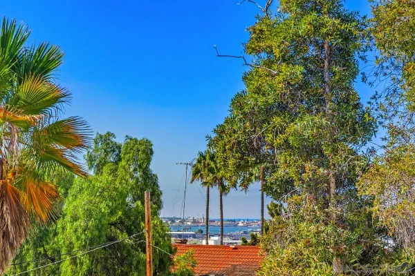a view of a yard with plants and trees