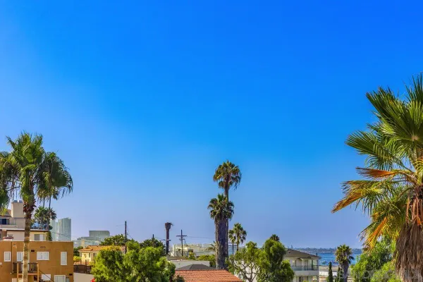 a view of a palm and trees in a blue sky