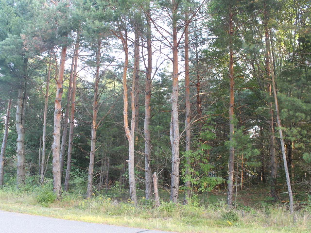 1679 Bonack Loop Three Lakes, WI 54562 - Photo 3 of 4 Gallery Image 3