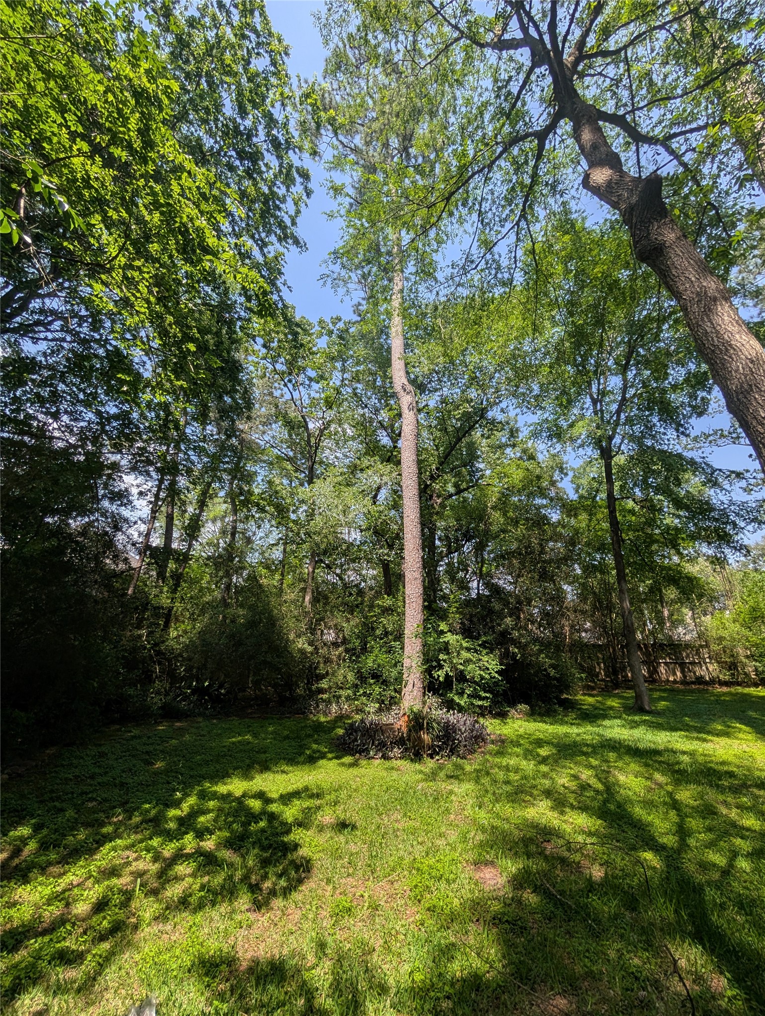 16103 Wimbledon Forest Drive Spring, TX 77379 - Photo 4 of 7 a view of a trees