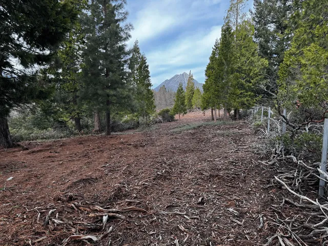 a view of a yard with a tree