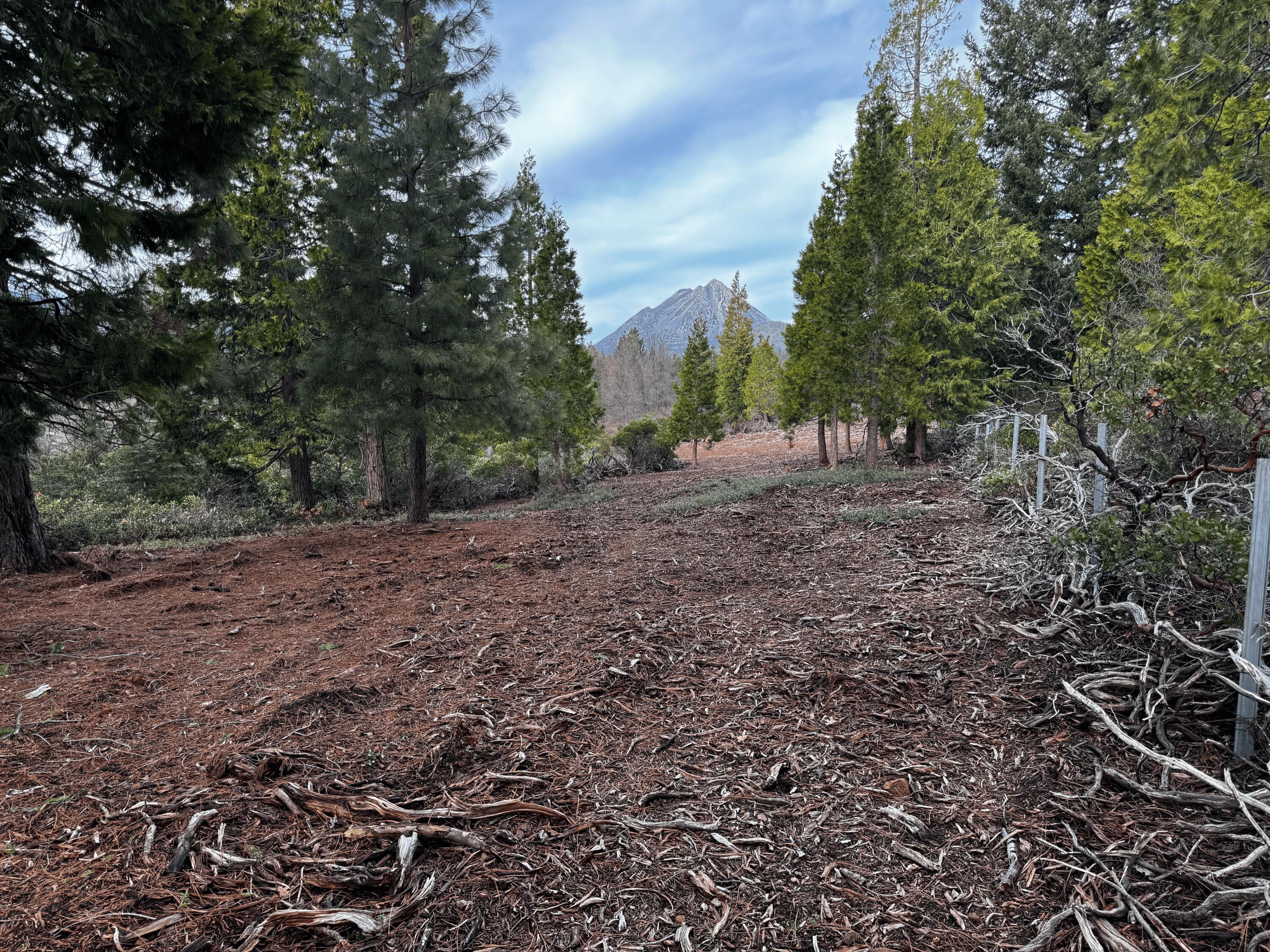 S Mount Mount Shasta, CA 96067 - Photo 11 of 29 a view of a yard with a tree