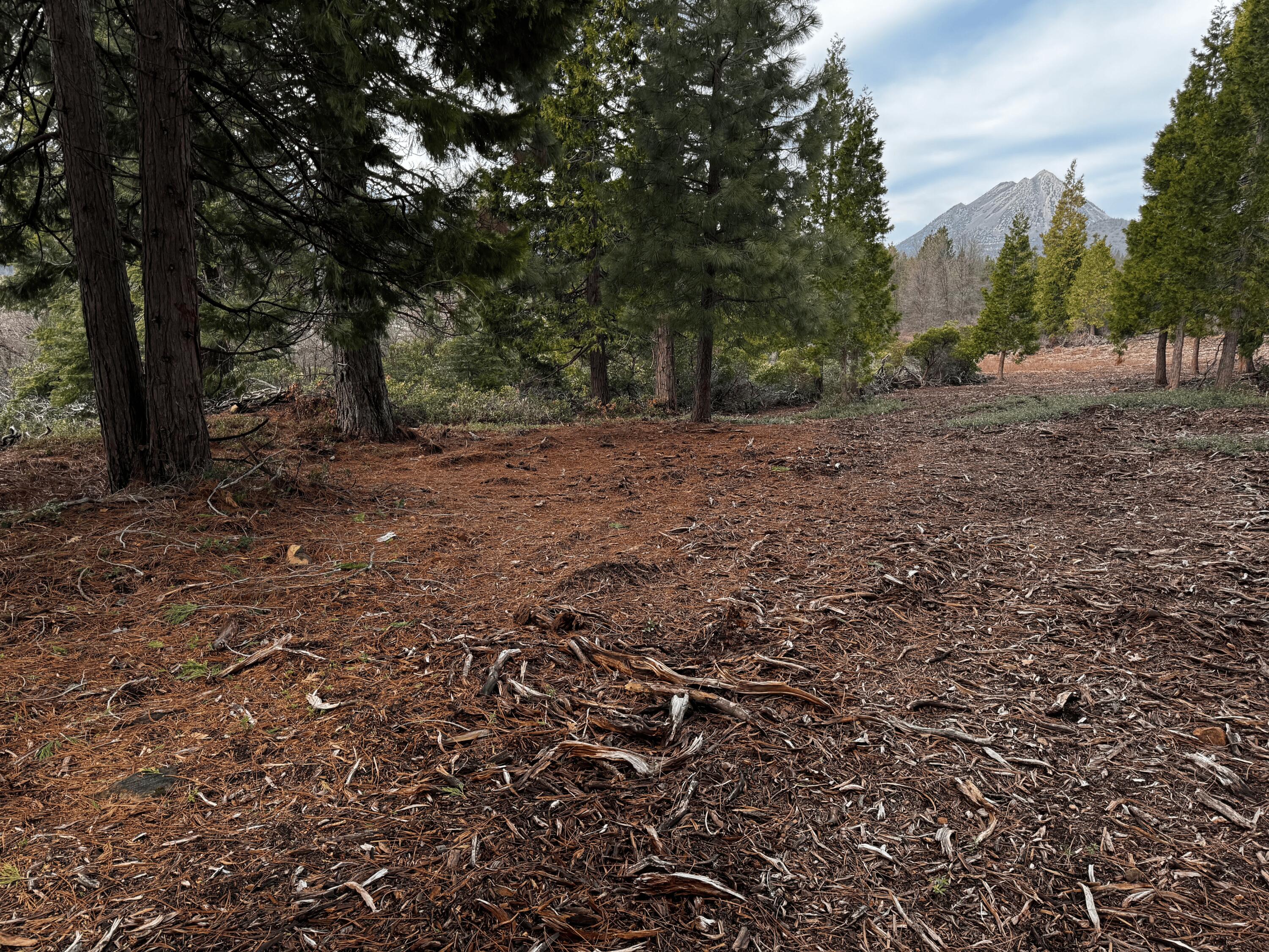 S Mount Mount Shasta, CA 96067 - Photo 12 of 29 a view of a forest with trees in the background