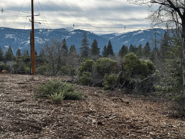 a view of a forest with a mountain