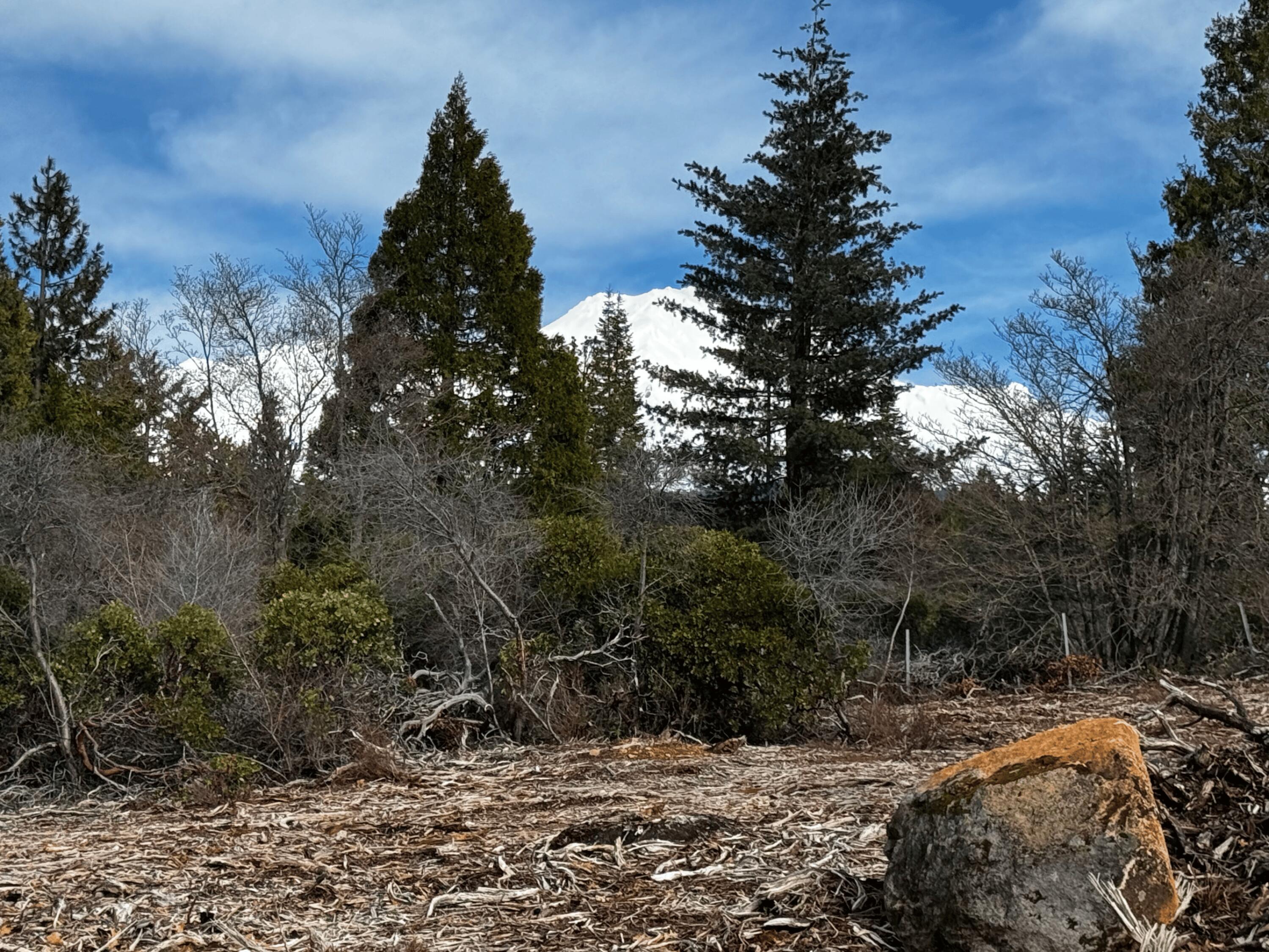 S Mount Mount Shasta, CA 96067 - Photo 18 of 29 a picture of trees