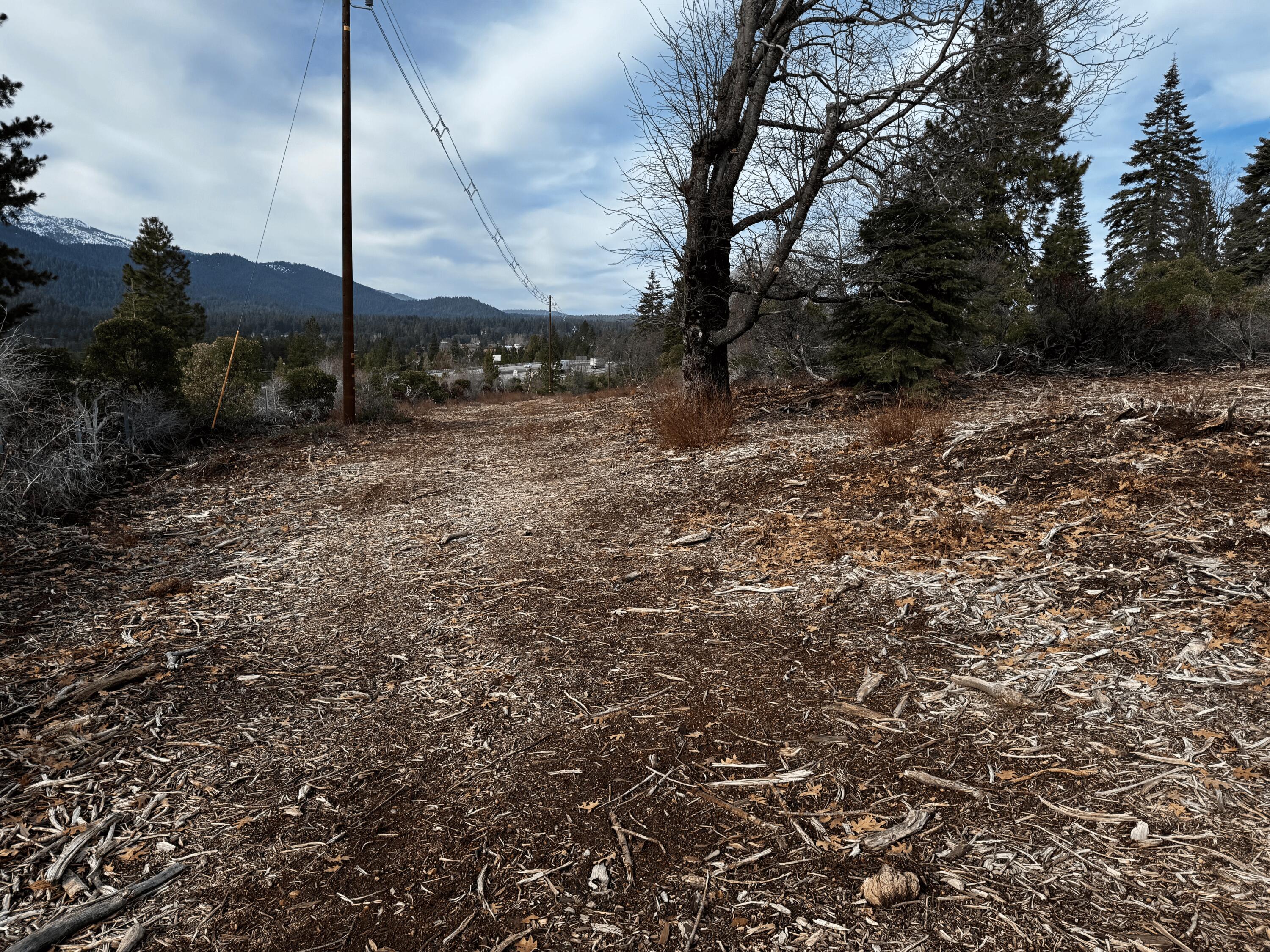 S Mount Mount Shasta, CA 96067 - Photo 20 of 29 a view of a tree in a yard