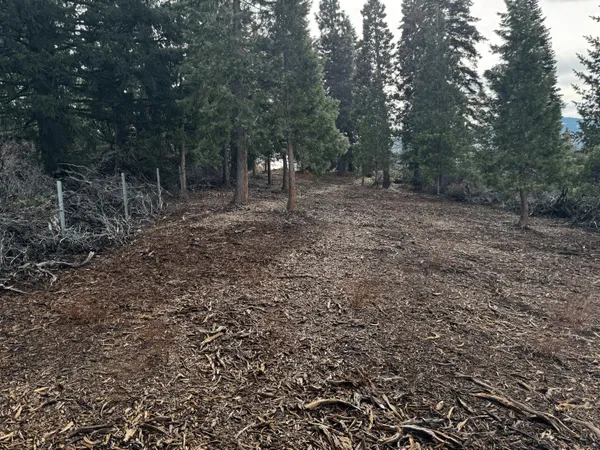 a view of a forest with trees in the background
