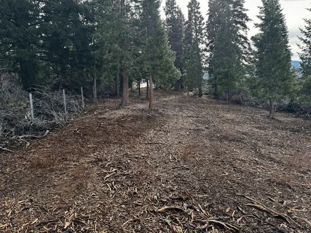 a view of a forest with trees in the background