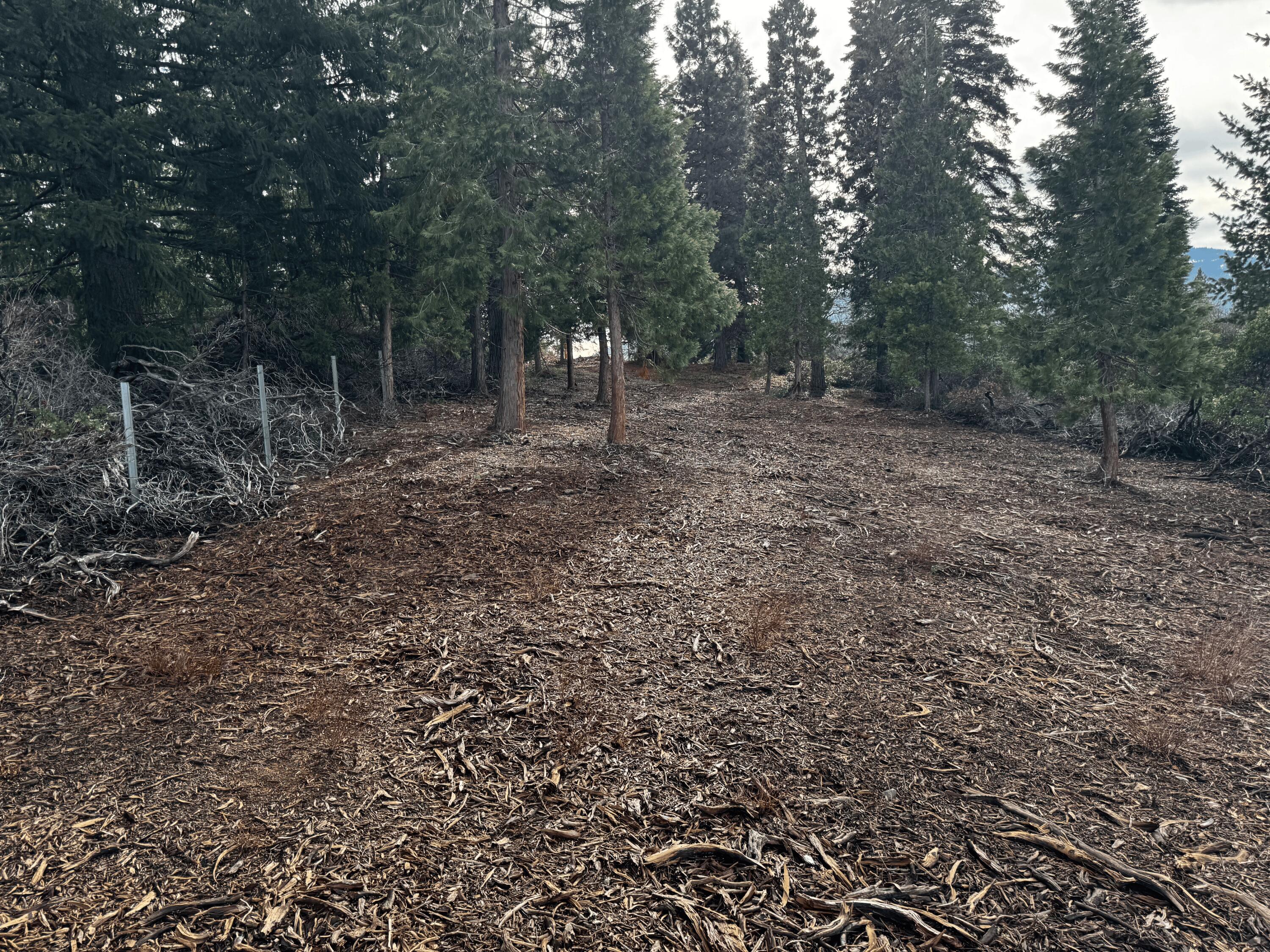 S Mount Mount Shasta, CA 96067 - Photo 7 of 29 a view of a forest with trees in the background