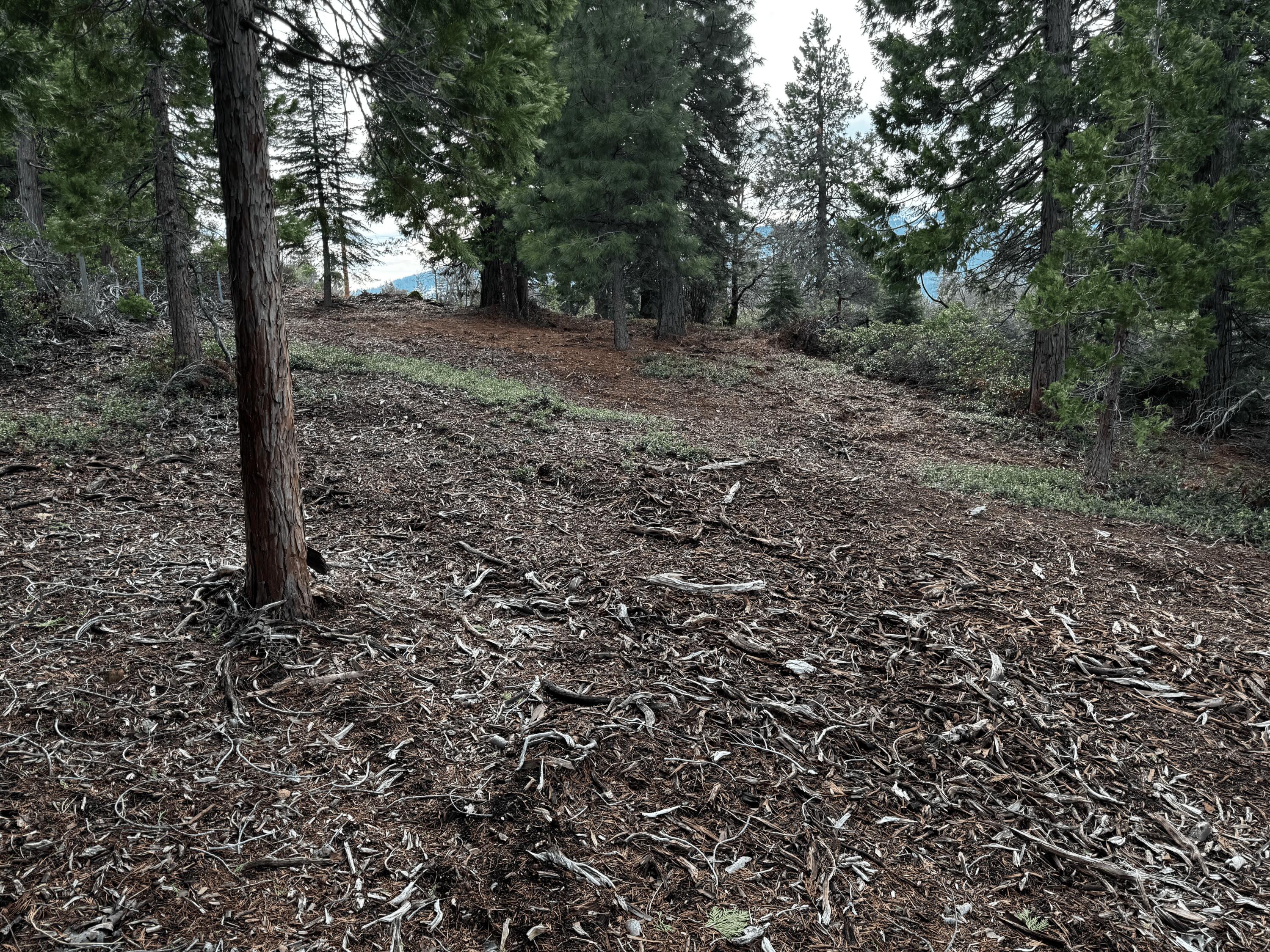 S Mount Mount Shasta, CA 96067 - Photo 8 of 29 a view of a forest with trees
