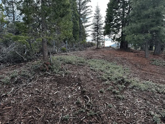 a view of outdoor space and trees