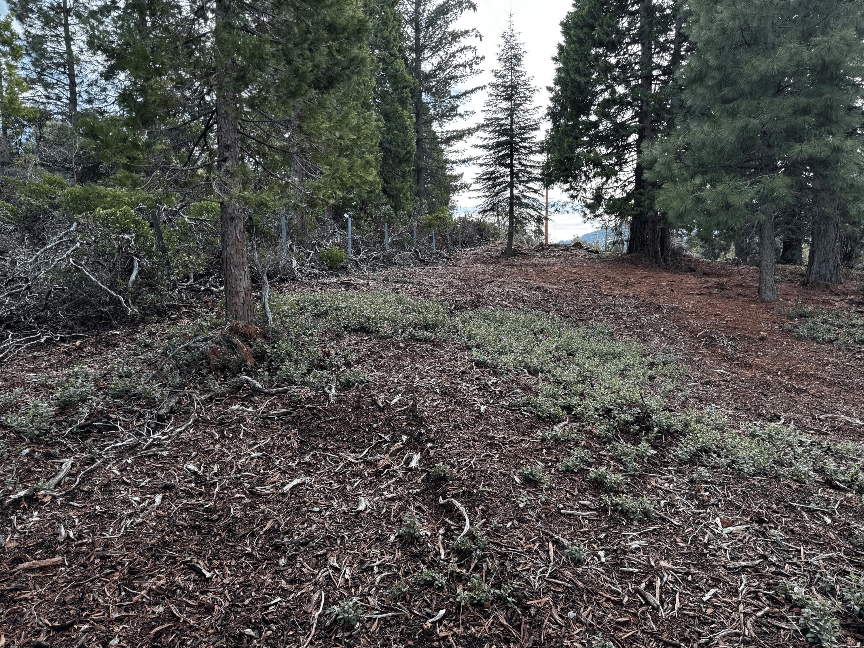 S Mount Mount Shasta, CA 96067 - Photo 9 of 29 a view of outdoor space and trees
