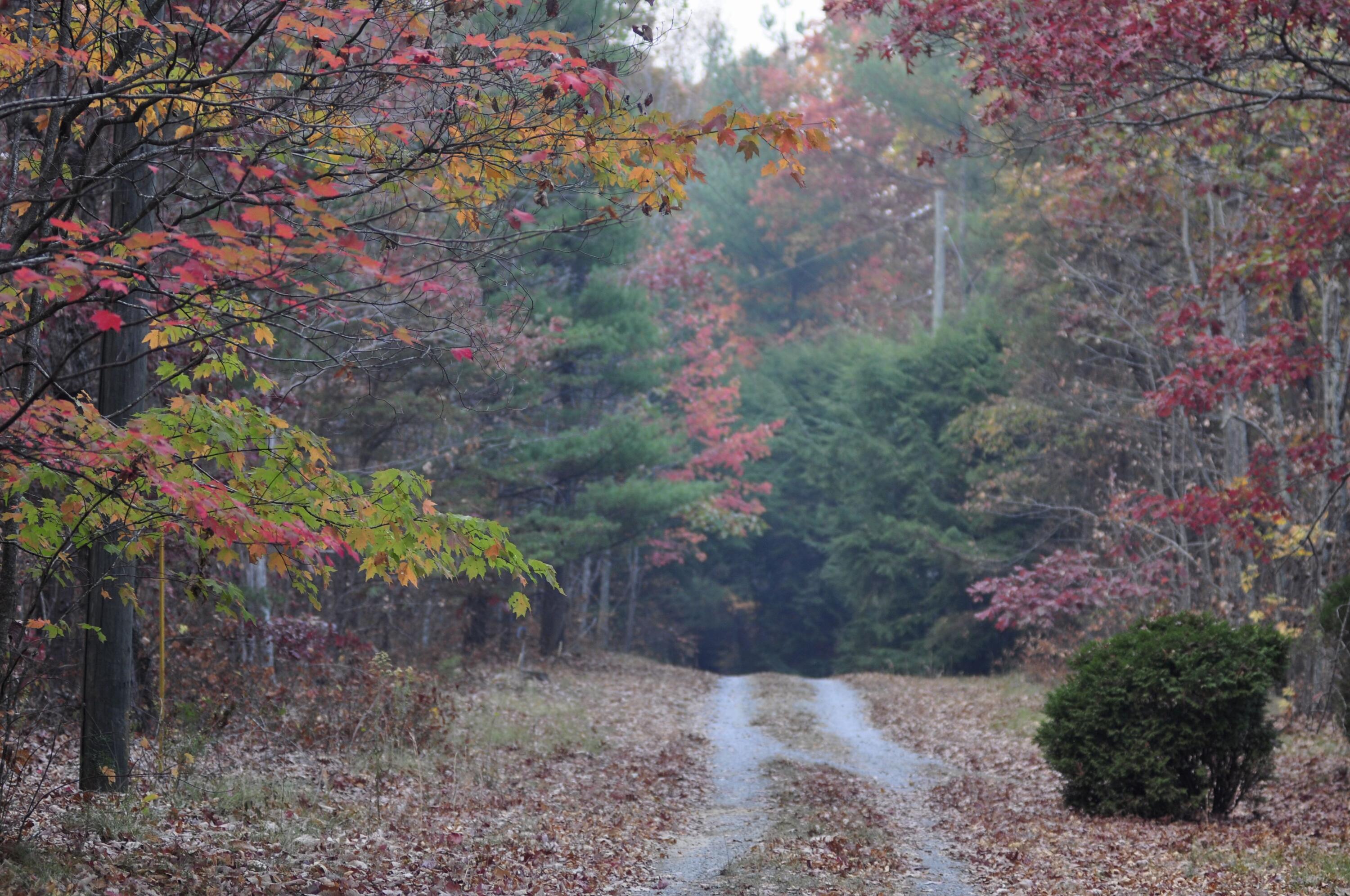4991 Old State Road Menlo, GA 30731 - Photo 73 of 79 072 fall