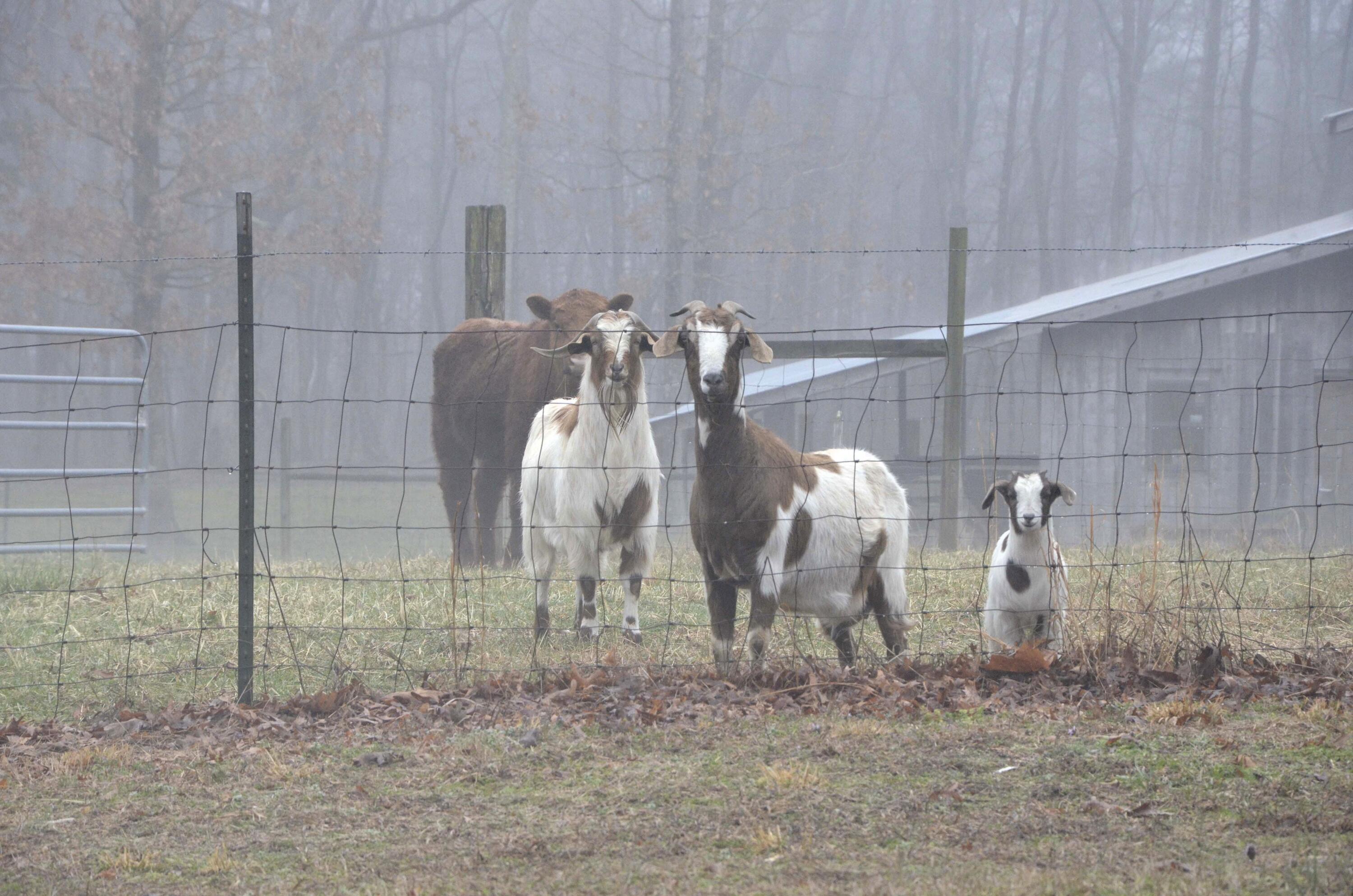 4991 Old State Road Menlo, GA 30731 - Photo 78 of 79 079 winter