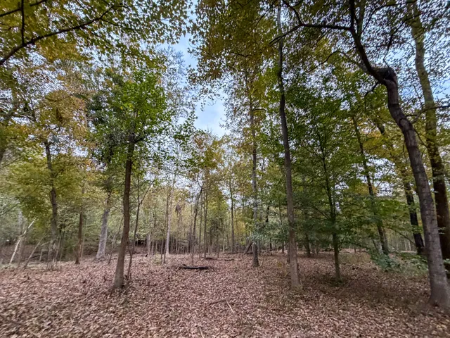 a view of a forest with trees in the background