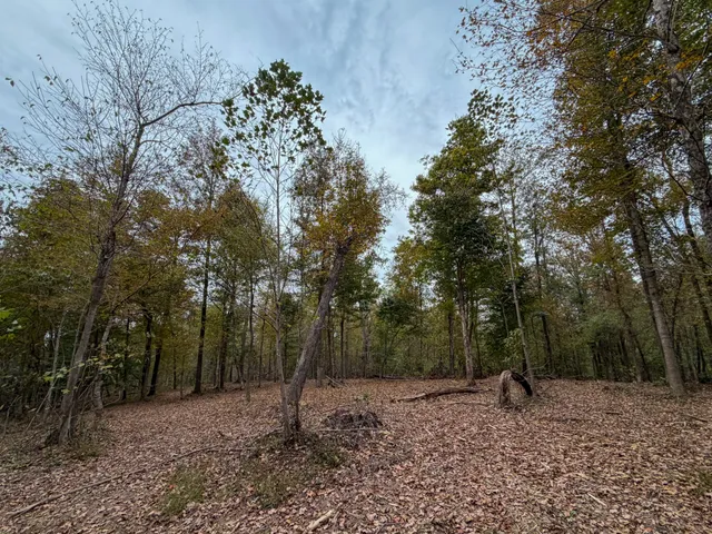 a backyard of a house with lots of trees