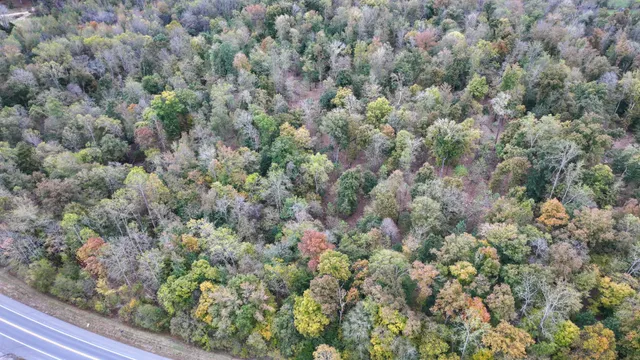 a view of a forest with a street