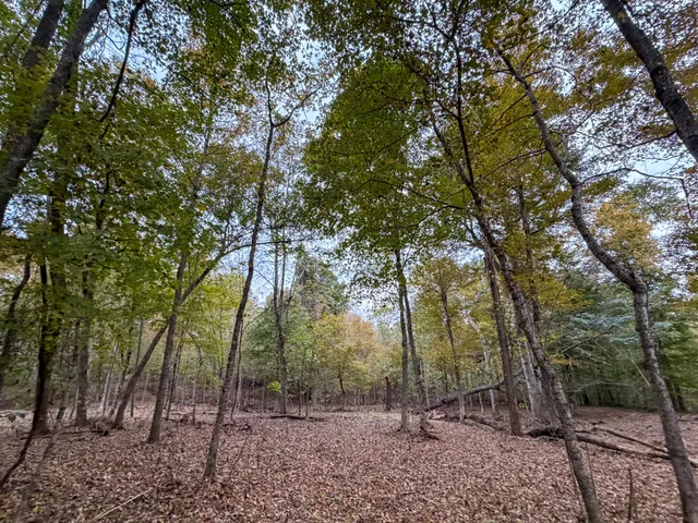 a view of a forest with trees